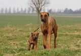 RODESIAN RIDGEBACK 164